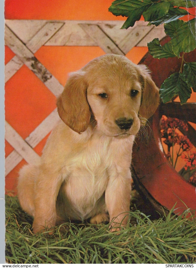 PERRO Animales Vintage Tarjeta Postal CPSM #PAN893.A - Chiens
