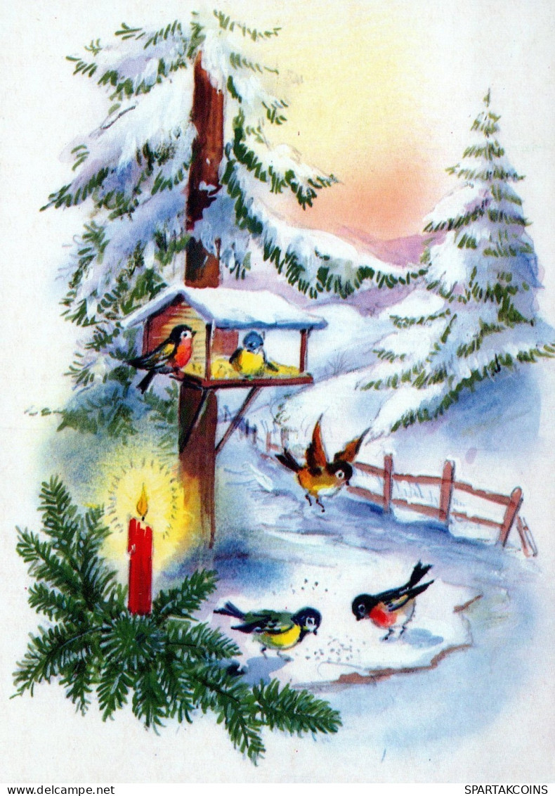 OISEAU Animaux Vintage Carte Postale CPSM #PAM799.A - Oiseaux