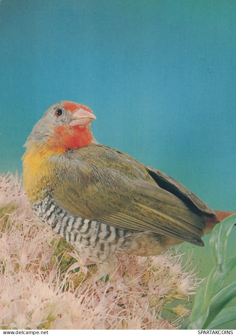 PÁJARO Animales Vintage Tarjeta Postal CPSM #PAM747.A - Oiseaux