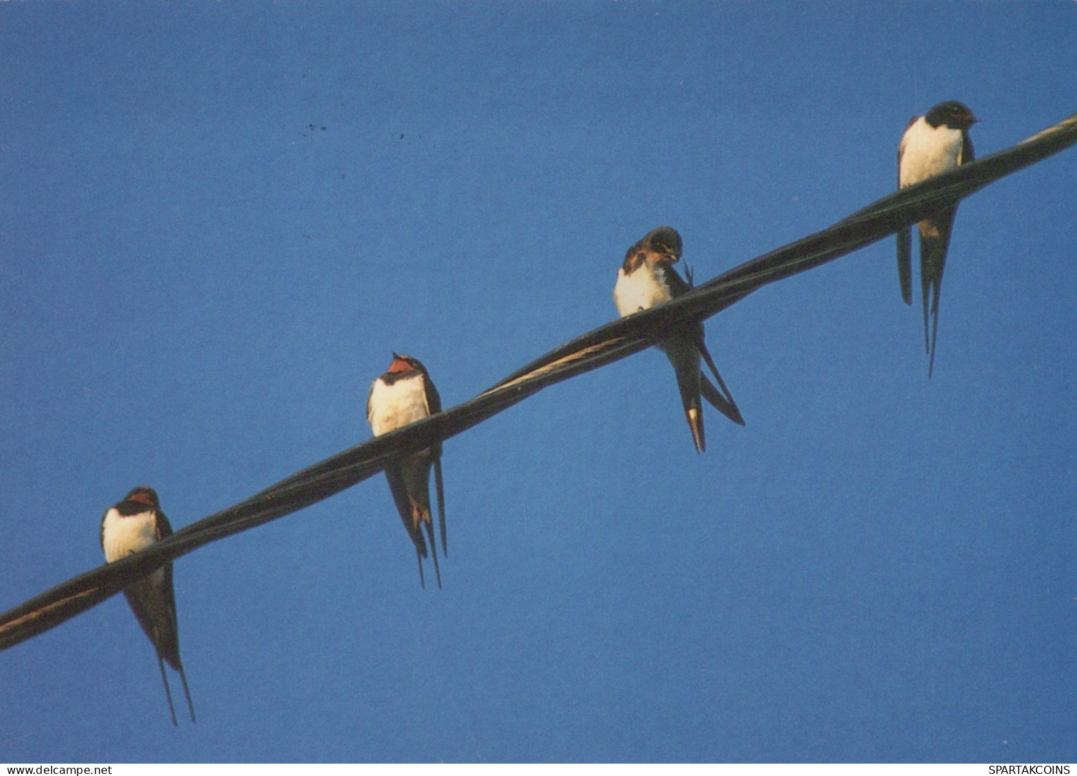 VOGEL Tier Vintage Ansichtskarte Postkarte CPSM #PAM670.A - Oiseaux