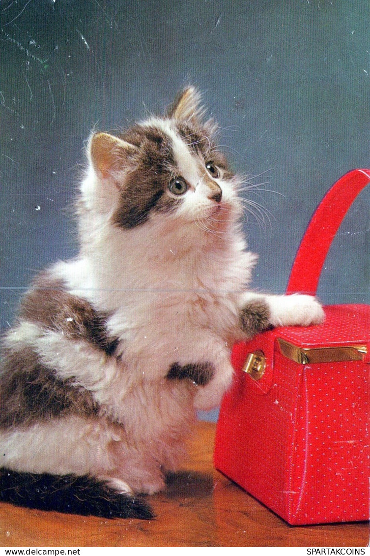 KATZE MIEZEKATZE Tier Vintage Ansichtskarte Postkarte CPSM #PAM115.A - Chats