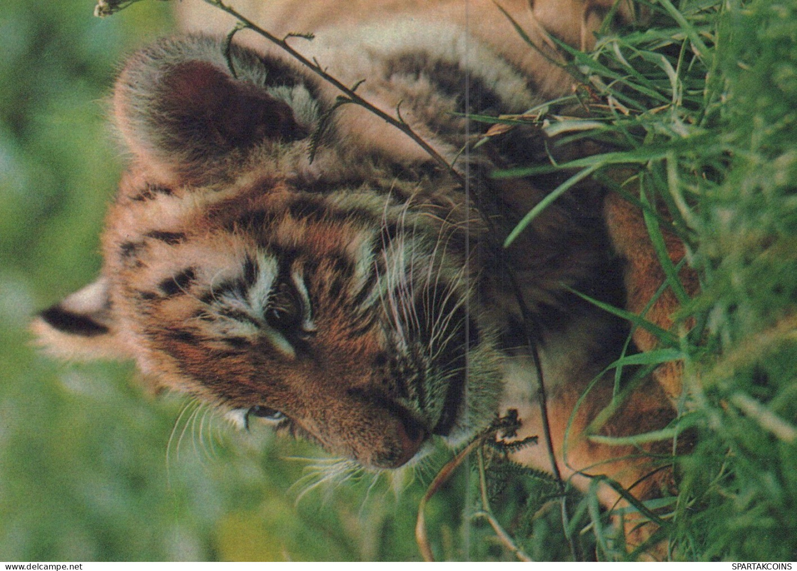 TIGRE GRANDE GATTO Animale Vintage Cartolina CPSM #PAM028.A - Tigers