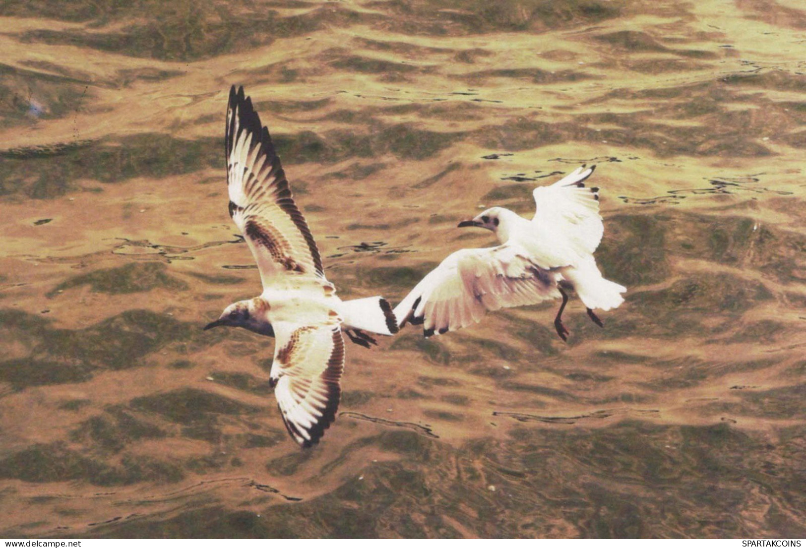BIRD Animals Vintage Postcard CPSM #PBR379.A - Birds