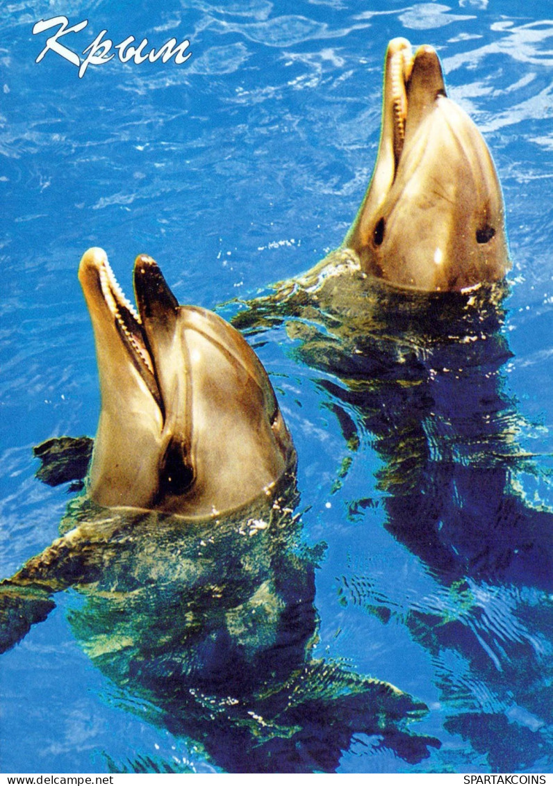 DAUPHINs Animaux Vintage Carte Postale CPSM #PBS678.A - Delfines