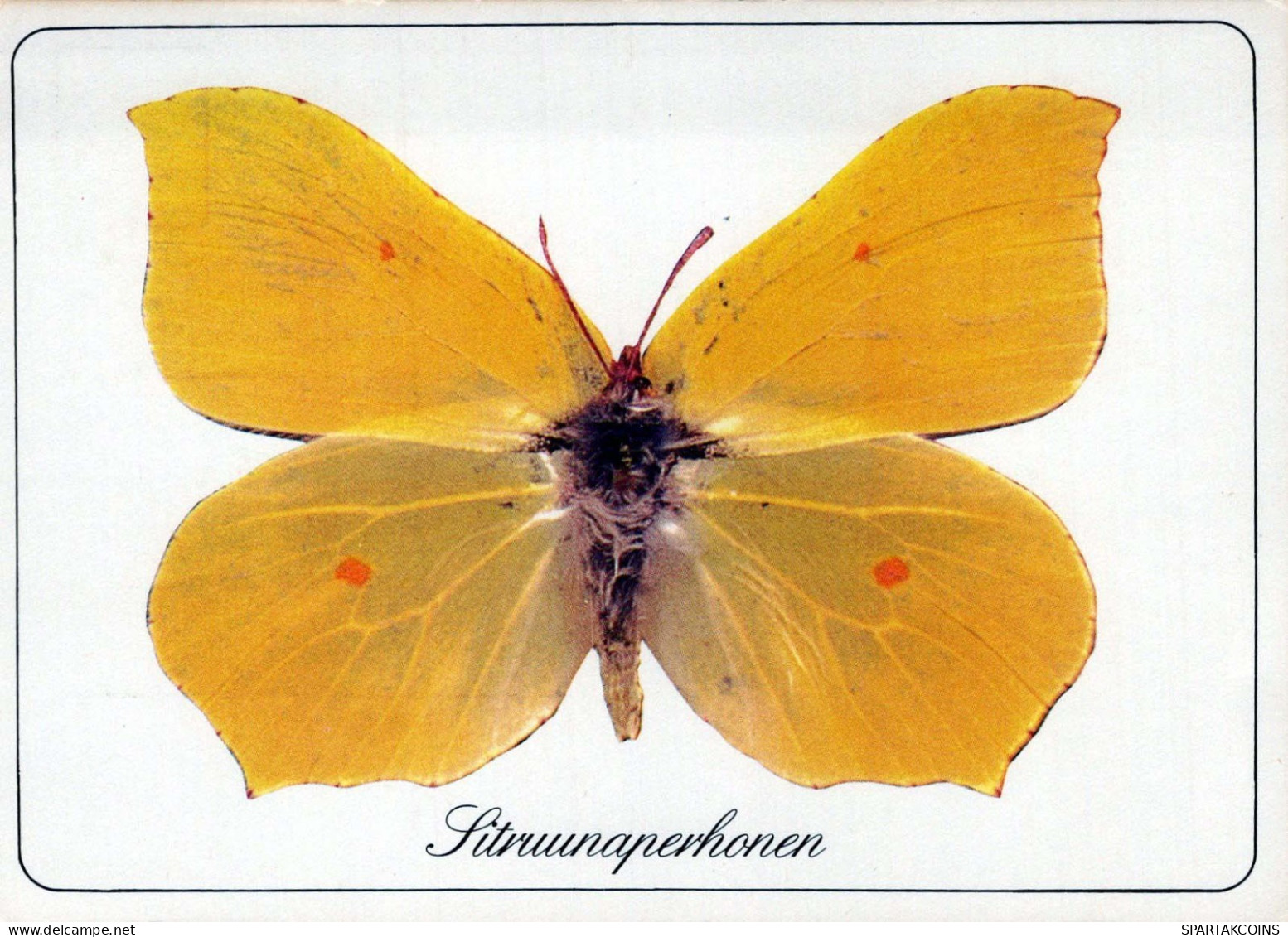 FARFALLA Animale Vintage Cartolina CPSM #PBS432.A - Vlinders