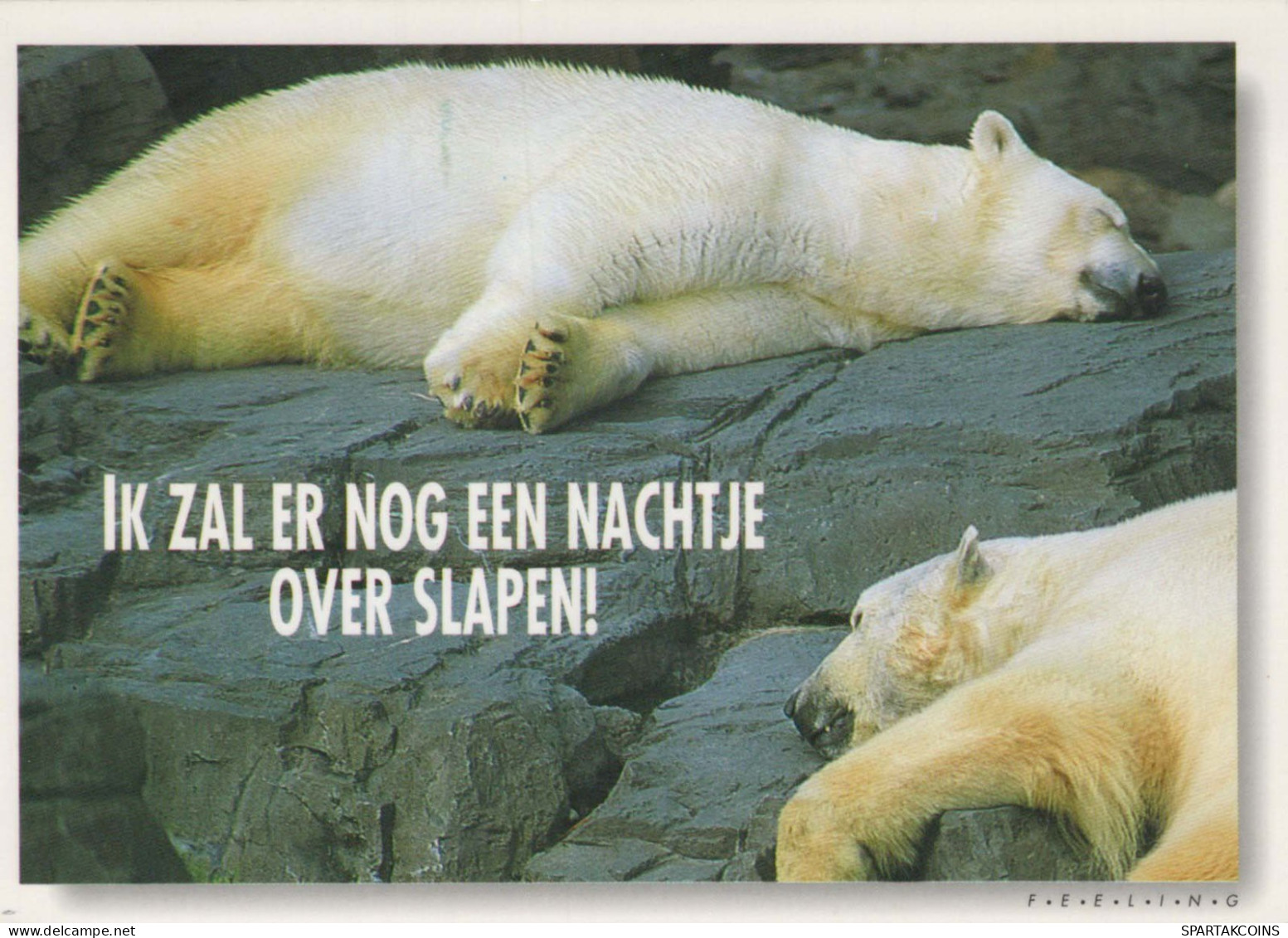 GEBÄREN Tier Vintage Ansichtskarte Postkarte CPSM #PBS274.A - Bears