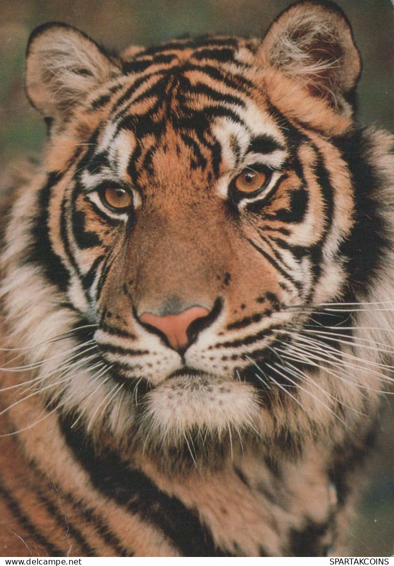 TIGRE Animaux Vintage Carte Postale CPSM #PBS043.A - Tigres
