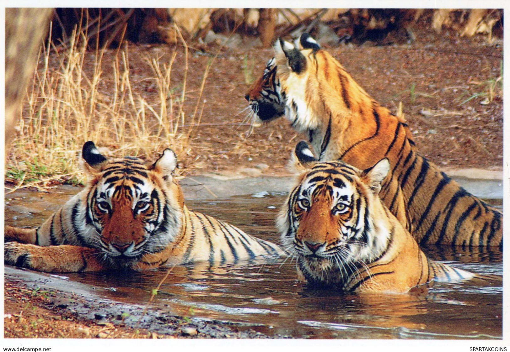 TIGER Animals Vintage Postcard CPSM #PBS035.A - Tigres