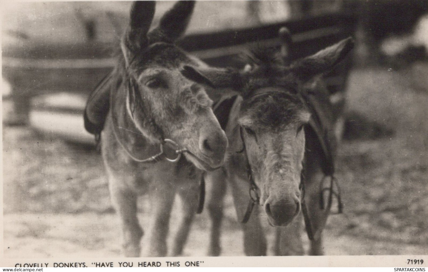 DONKEY Animals Vintage Antique Old CPA Postcard #PAA036.A - Esel