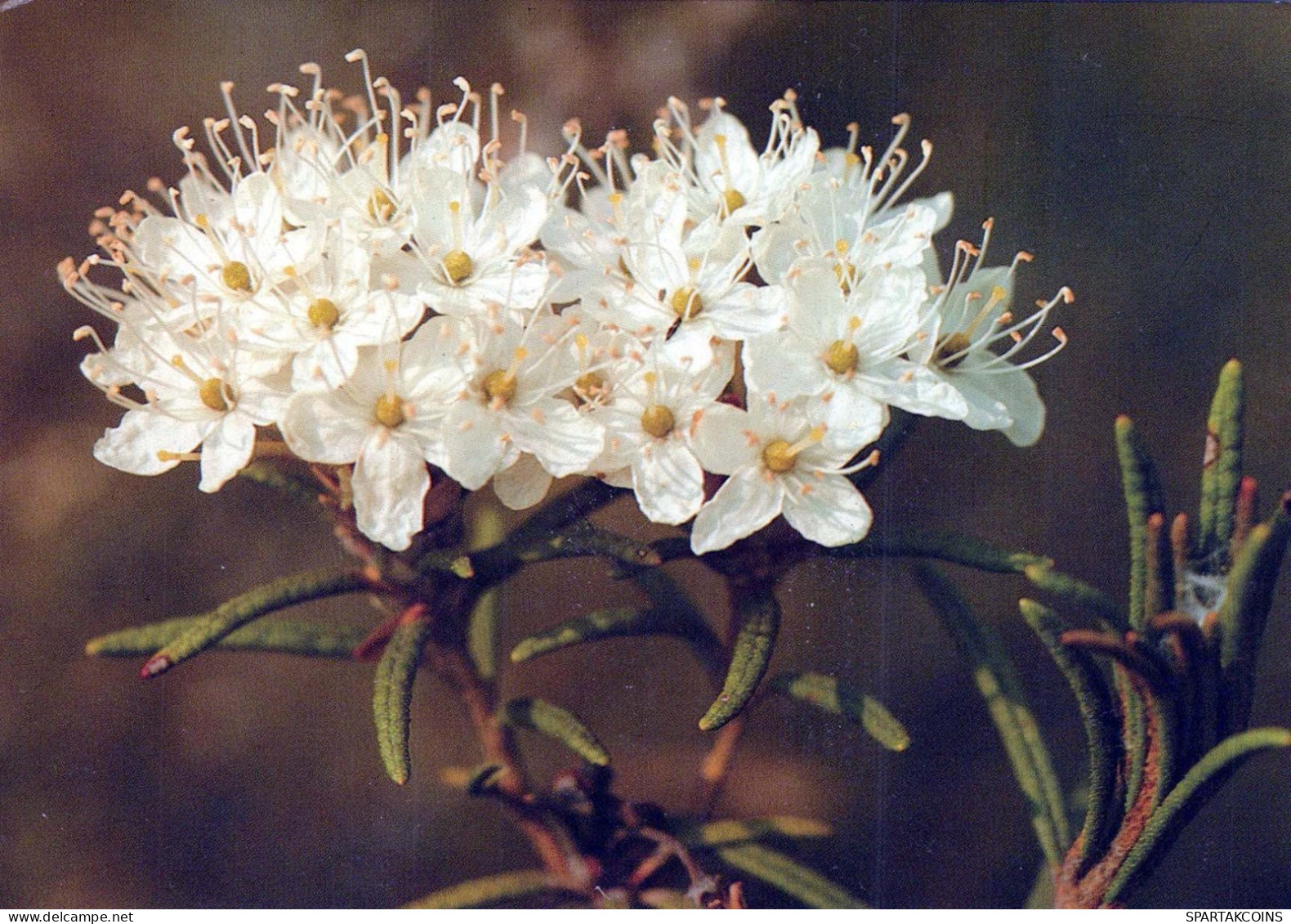 FLOWERS Vintage Postcard CPSM #PAS437.GB - Flowers