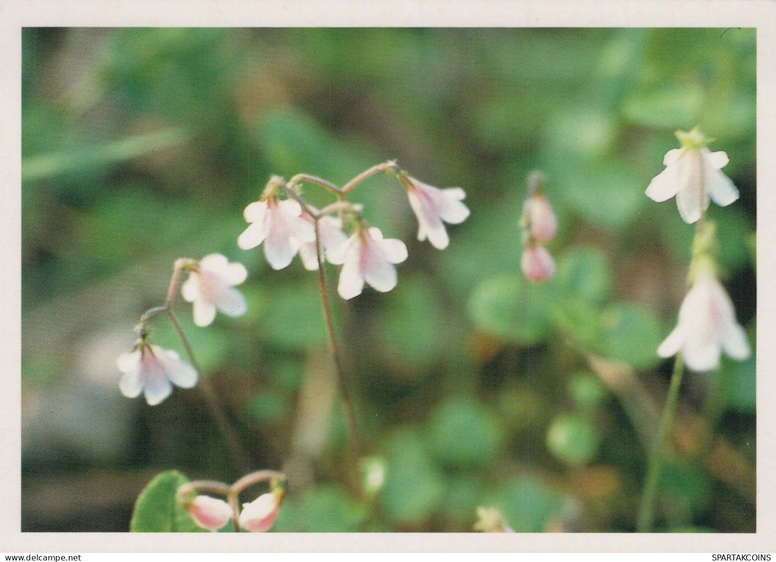 FLOWERS Vintage Postcard CPSM #PAS497.GB - Flowers