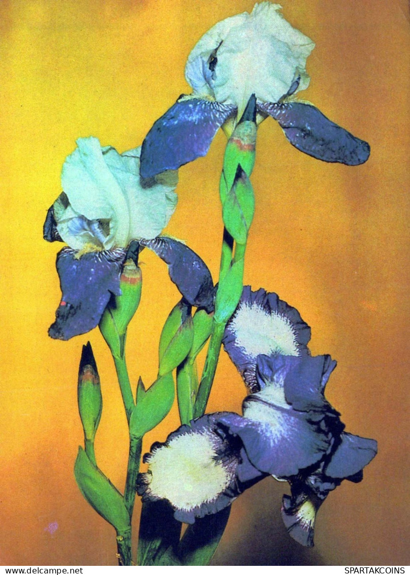 FLOWERS Vintage Postcard CPSM #PAR716.GB - Blumen