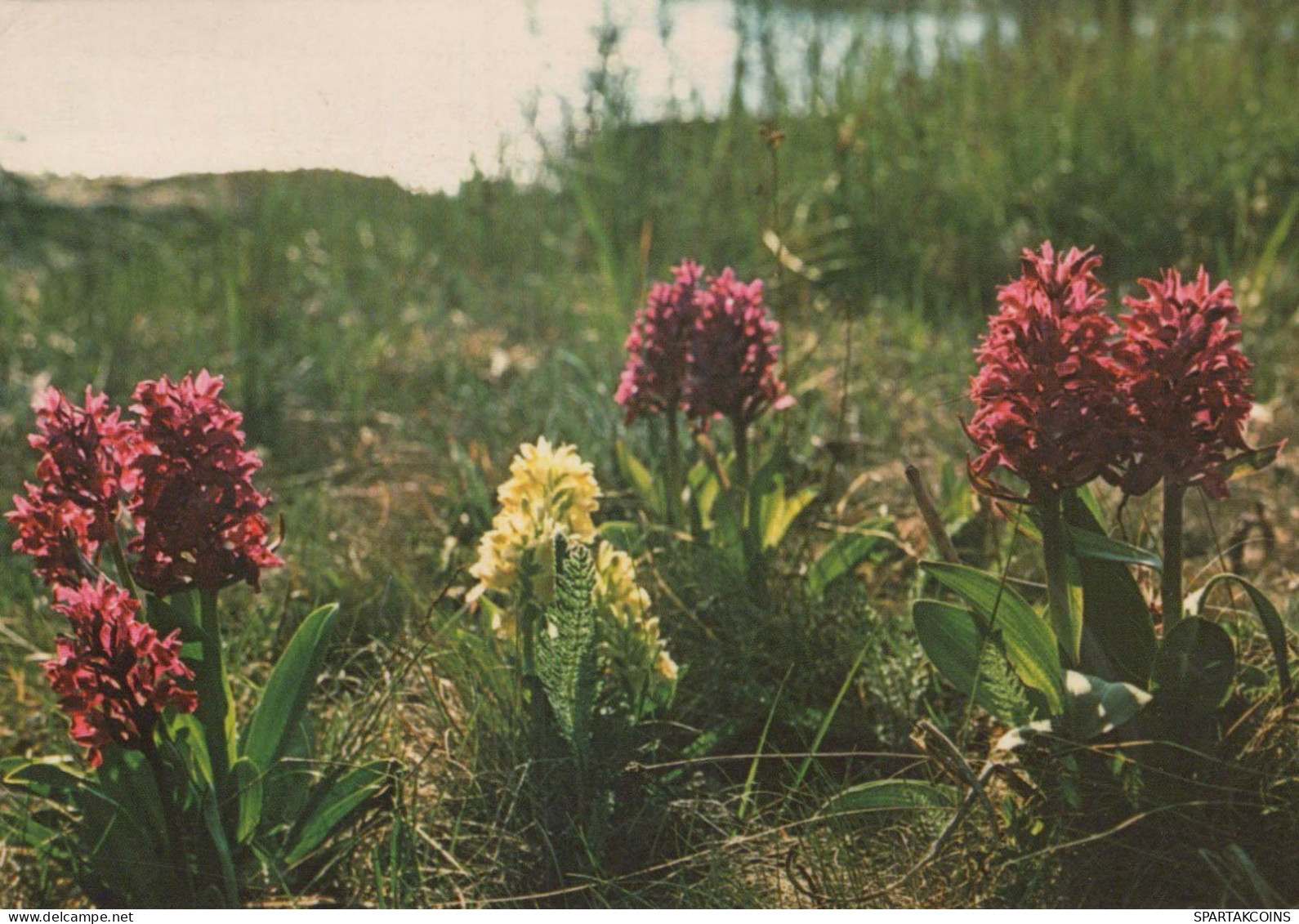 FLOWERS Vintage Postcard CPSM #PAR656.GB - Fiori