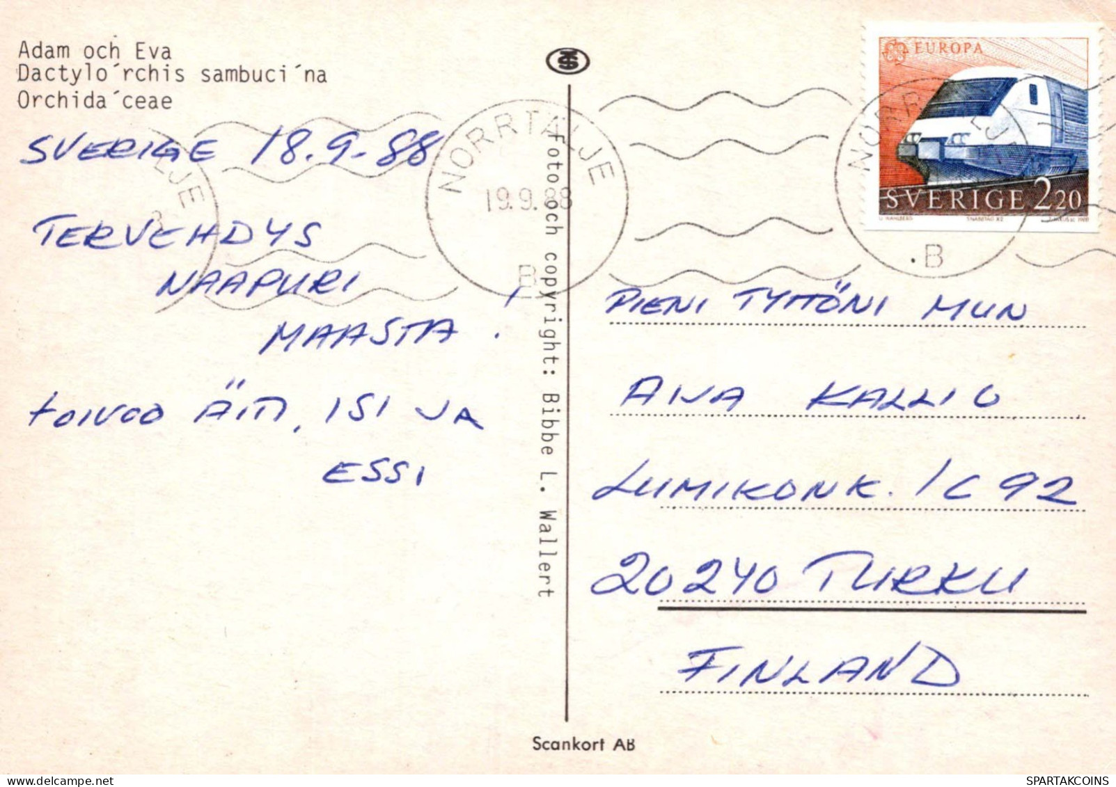 FLOWERS Vintage Postcard CPSM #PAR656.GB - Fiori