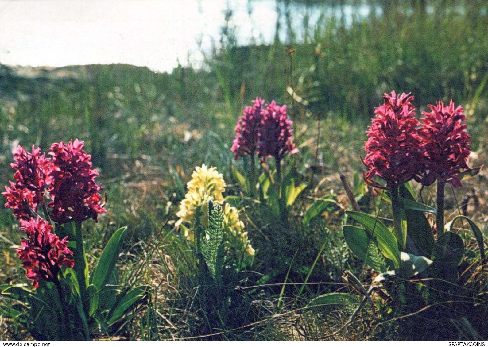 FLOWERS Vintage Postcard CPSM #PAR656.GB - Flores