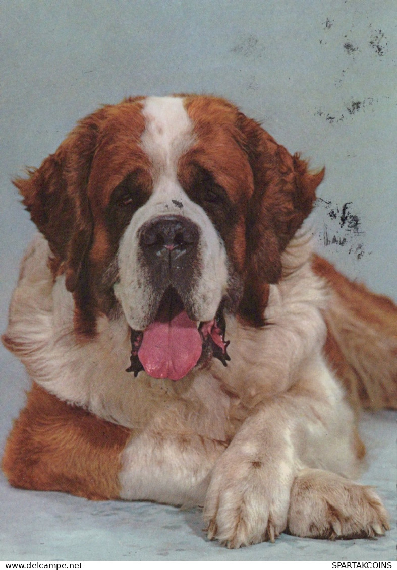 DOG Animals Vintage Postcard CPSM #PAN931.GB - Chiens