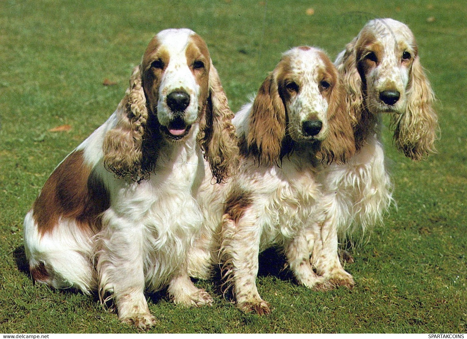 DOG Animals Vintage Postcard CPSM #PAN469.GB - Chiens