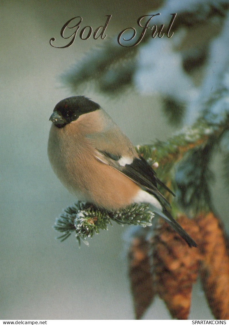 BIRD Animals Vintage Postcard CPSM #PAN404.GB - Oiseaux