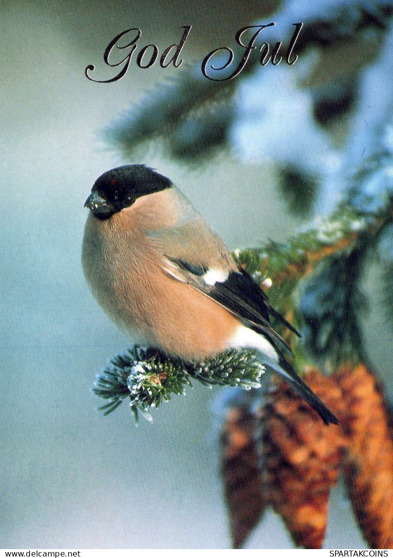 BIRD Animals Vintage Postcard CPSM #PAN404.GB - Oiseaux