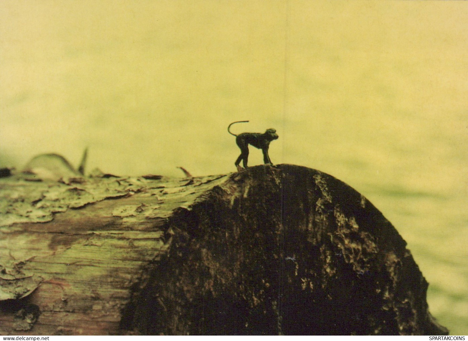 MONKEY Animals Vintage Postcard CPSM #PAN993.GB - Monos