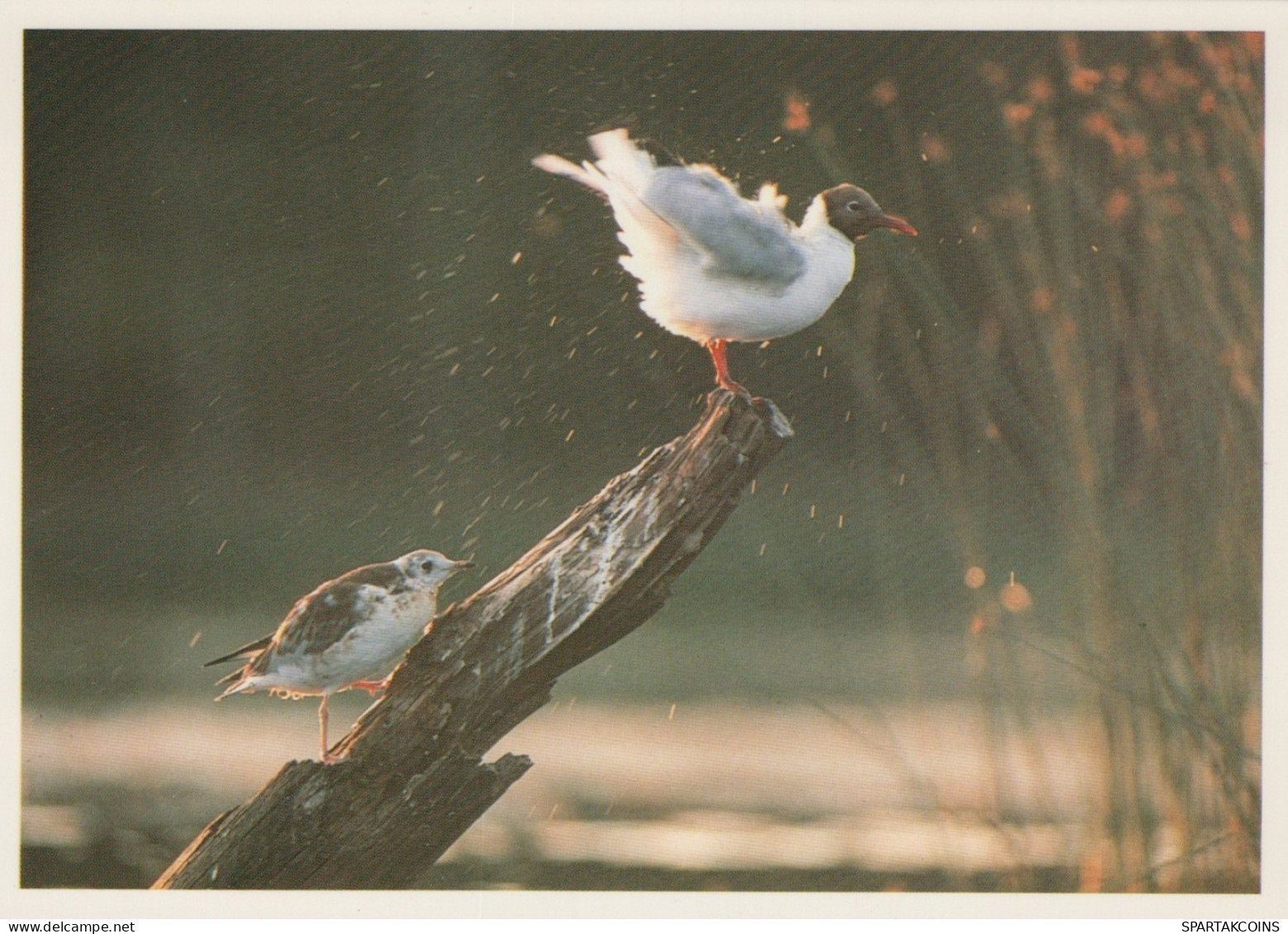 BIRD Animals Vintage Postcard CPSM #PAN219.GB - Oiseaux