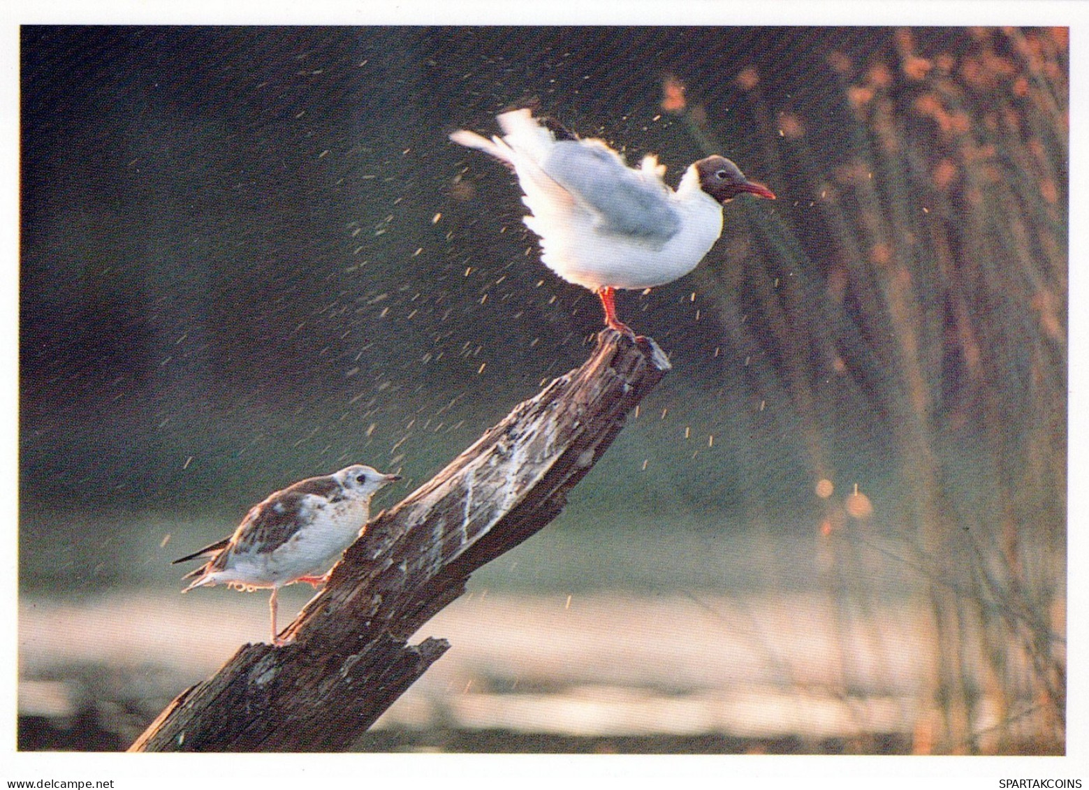BIRD Animals Vintage Postcard CPSM #PAN219.GB - Oiseaux