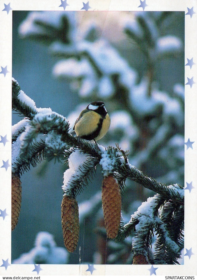 BIRD Animals Vintage Postcard CPSM #PAM725.GB - Oiseaux