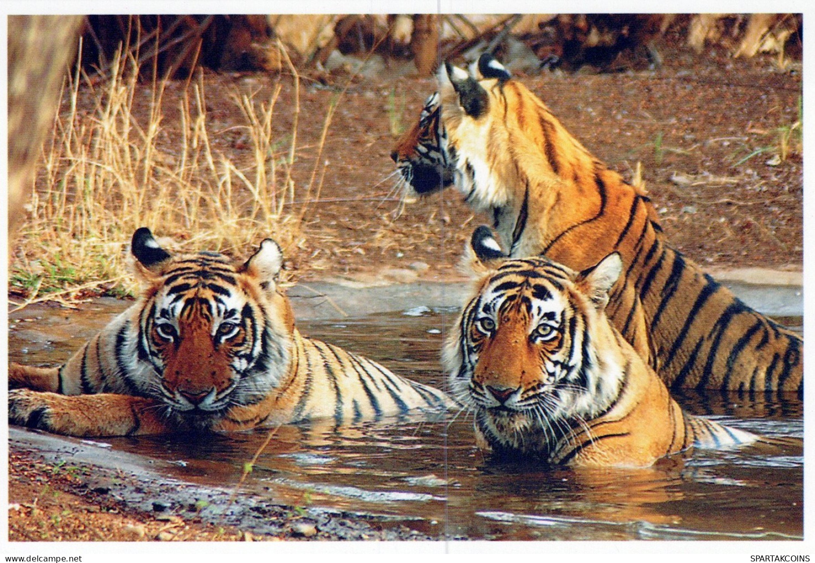 TIGER BIG CAT Animals Vintage Postcard CPSM Unposted #PAM031.GB - Tigres