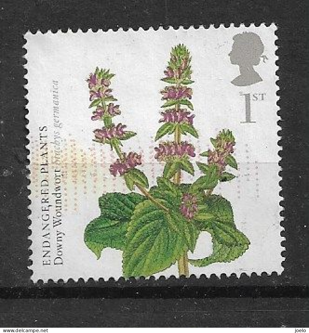 GB 2009 QE L L ENDANGERED PLANTS DOWNEY WOUNDWORT - Oblitérés