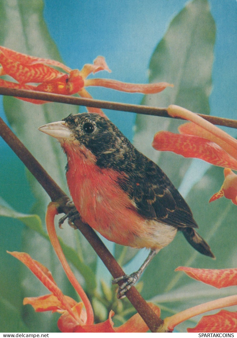 PÁJARO Animales Vintage Tarjeta Postal CPSM #PAM726.ES - Oiseaux