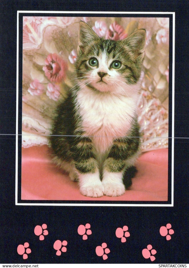 GATO GATITO Animales Vintage Tarjeta Postal CPSM Unposted #PAM219.ES - Chats