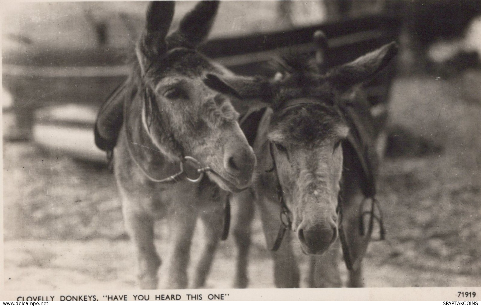 DONKEY Animals Vintage Antique Old CPA Postcard #PAA036.GB - Burros