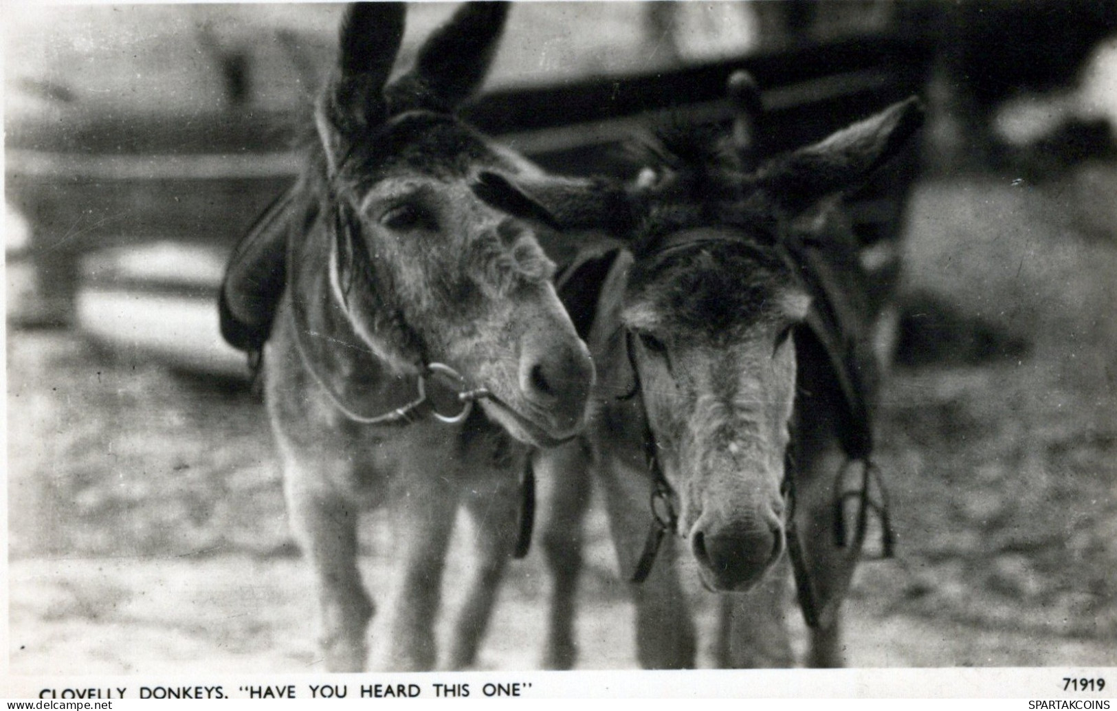 DONKEY Animals Vintage Antique Old CPA Postcard #PAA036.GB - Esel