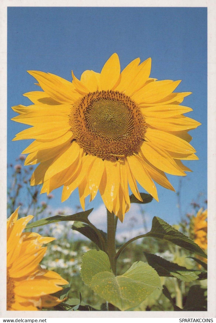 FLOWERS Vintage Postcard CPSM #PBZ786.GB - Fleurs