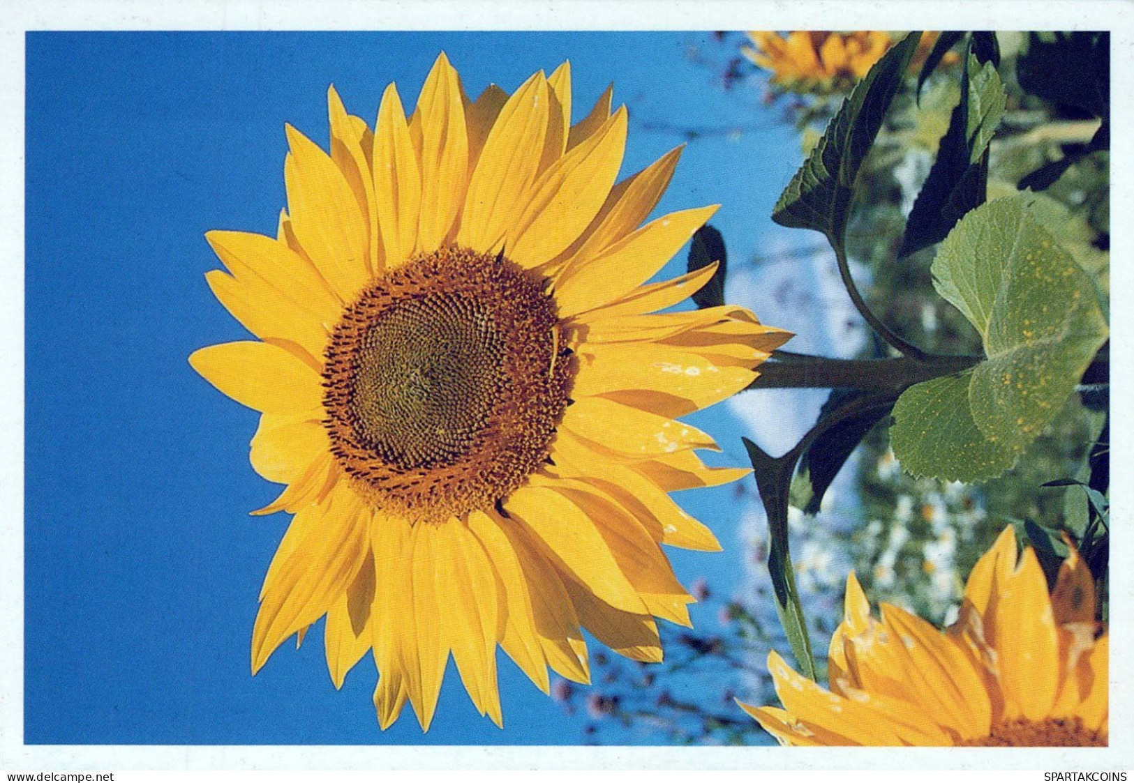 FLOWERS Vintage Postcard CPSM #PBZ786.GB - Bloemen