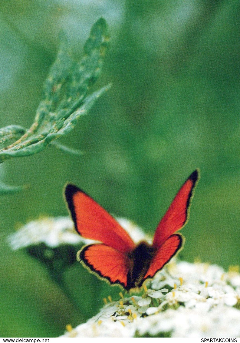 BUTTERFLIES Animals Vintage Postcard CPSM #PBS452.GB - Mariposas