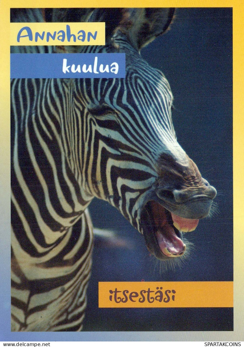 ZEBRA Animals Vintage Postcard CPSM #PBR933.GB - Zebre