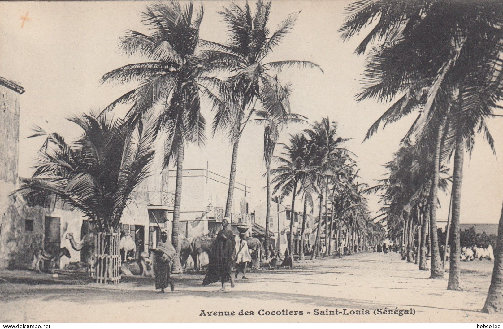 SAINT-LOUIS (Sénégal): Avenue Des Cocotiers - Sénégal