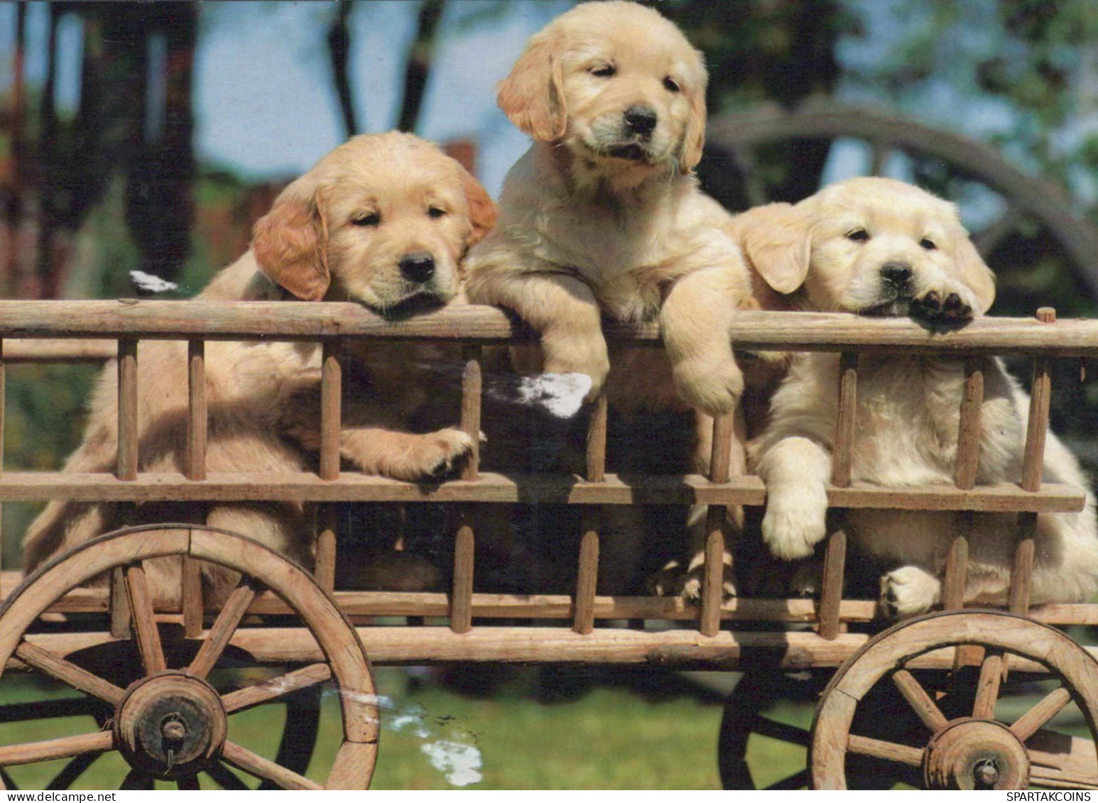 DOG Animals Vintage Postcard CPSM #PBQ356.GB - Chiens