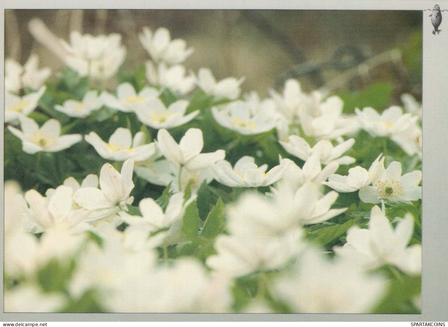 FLEURS Vintage Carte Postale CPSM #PAR838.FR - Fiori