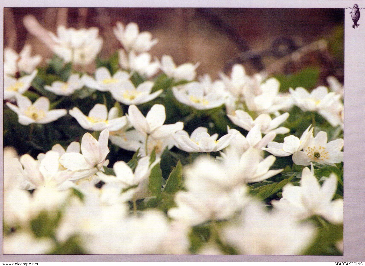 FLEURS Vintage Carte Postale CPSM #PAR838.FR - Flowers