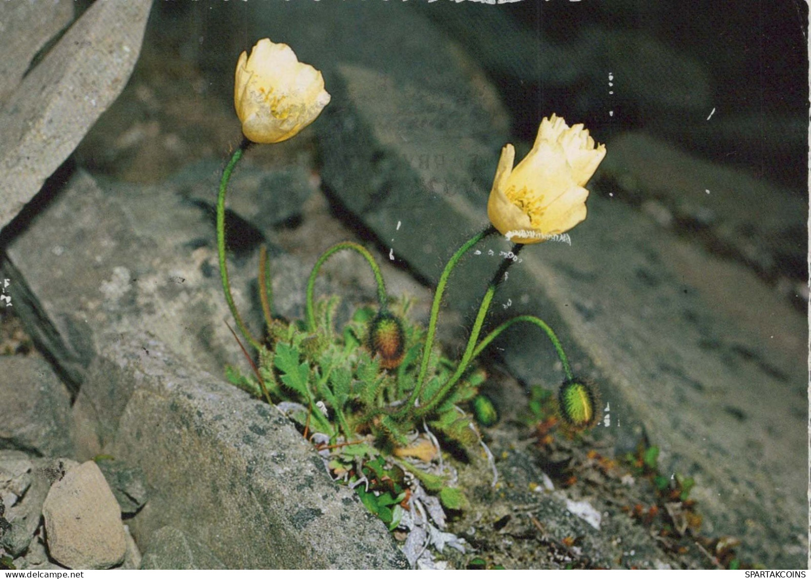 FLEURS Vintage Carte Postale CPSM #PAS499.FR - Fleurs