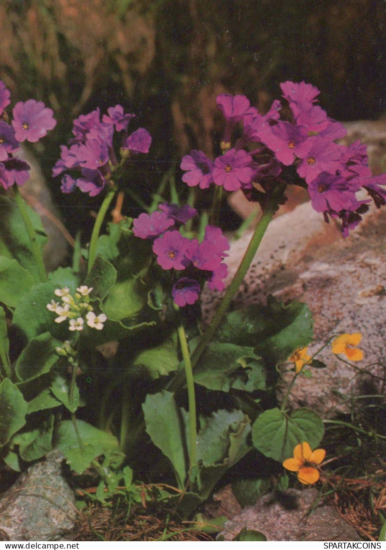 FLEURS Vintage Carte Postale CPSM #PAR538.FR - Flowers