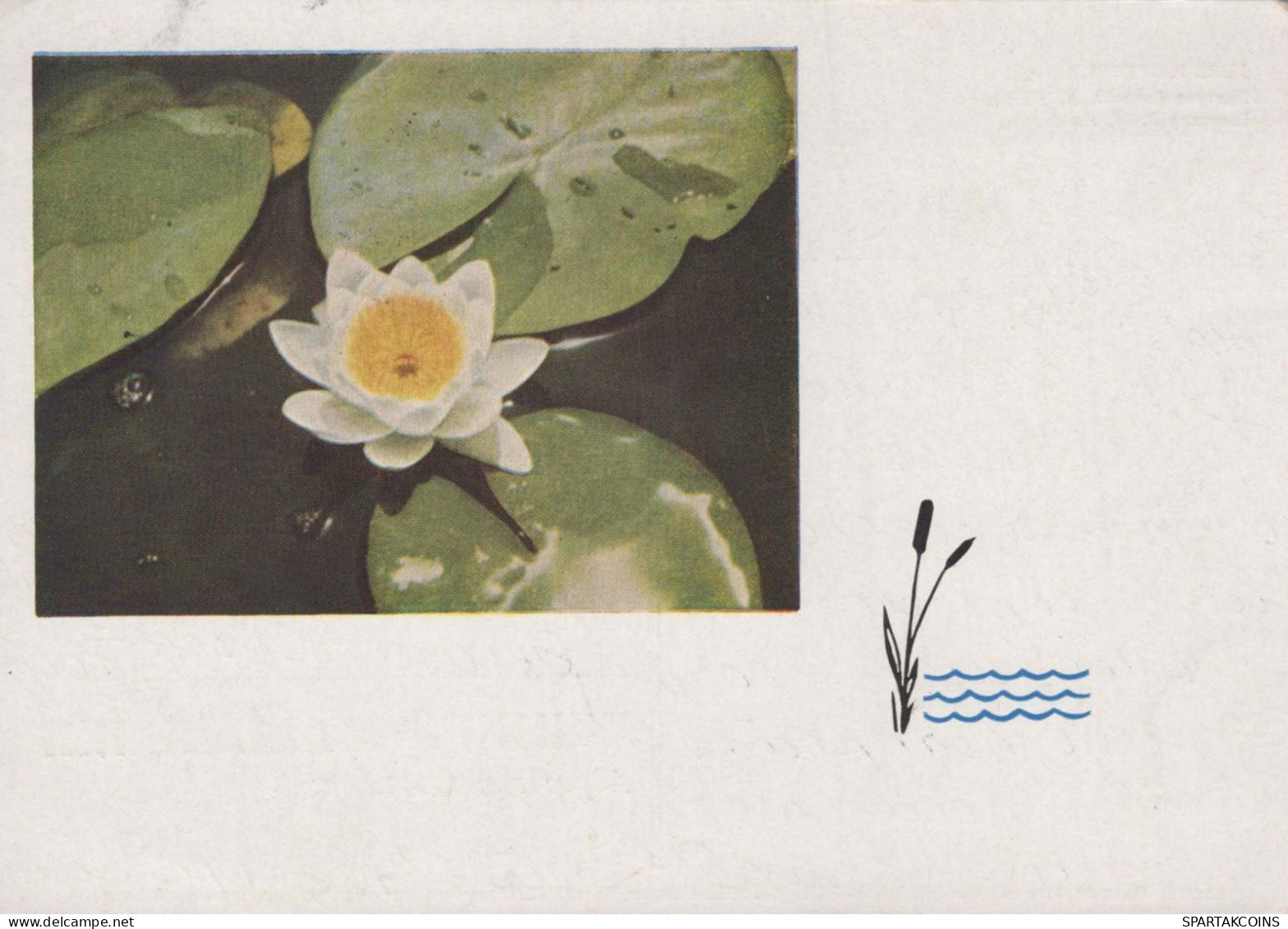 FLEURS Vintage Carte Postale CPSM #PAR718.FR - Flowers