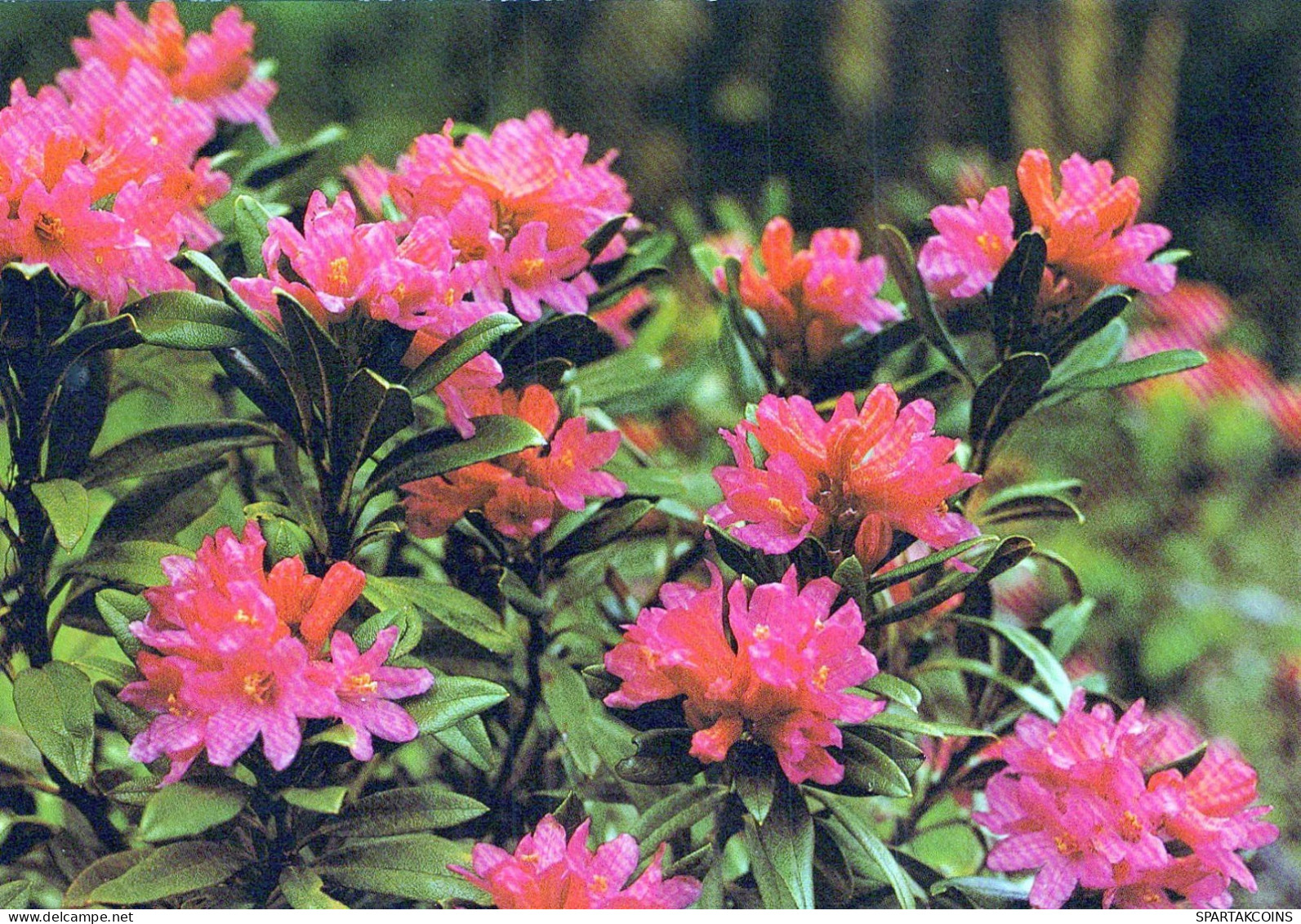 FLEURS Vintage Carte Postale CPSM #PAR658.FR - Bloemen