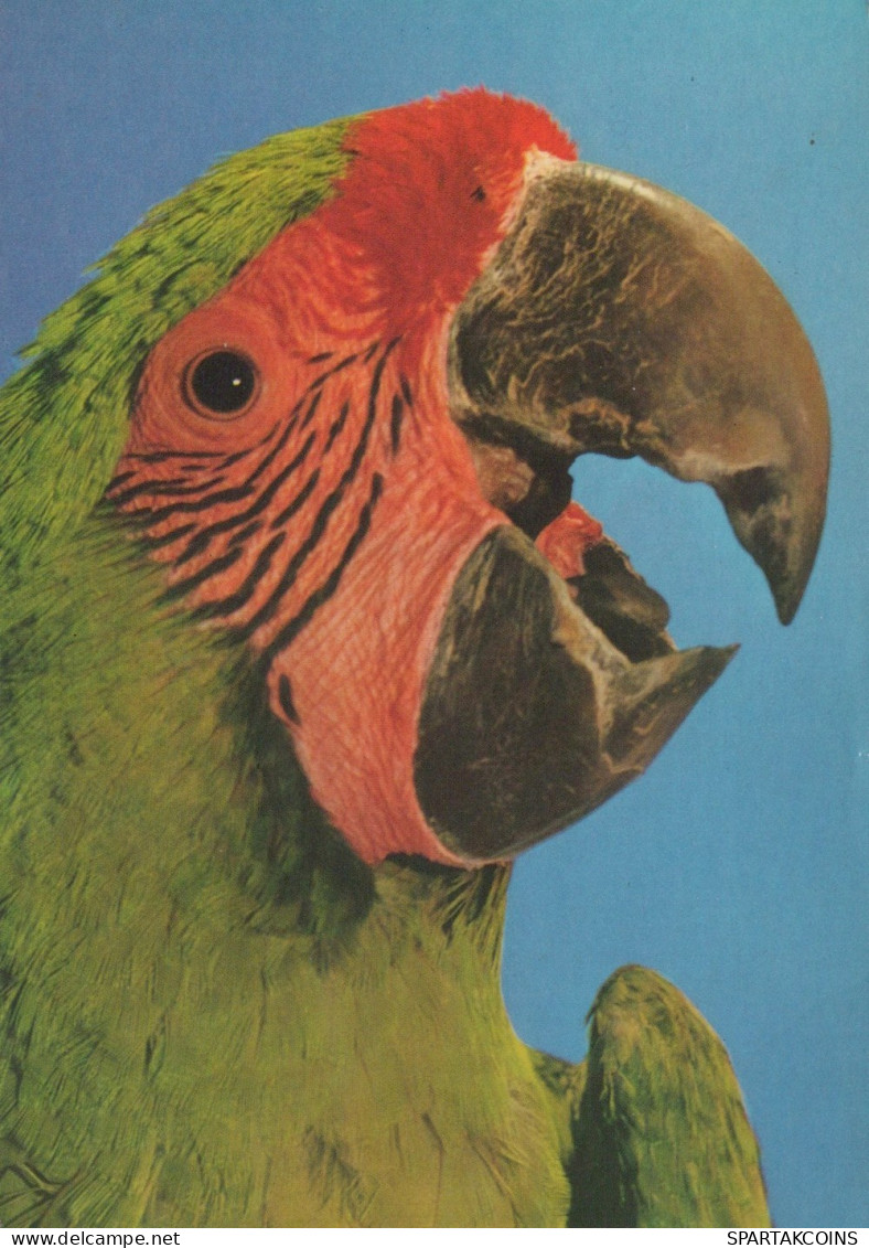 OISEAU Animaux Vintage Carte Postale CPSM #PAN343.FR - Birds