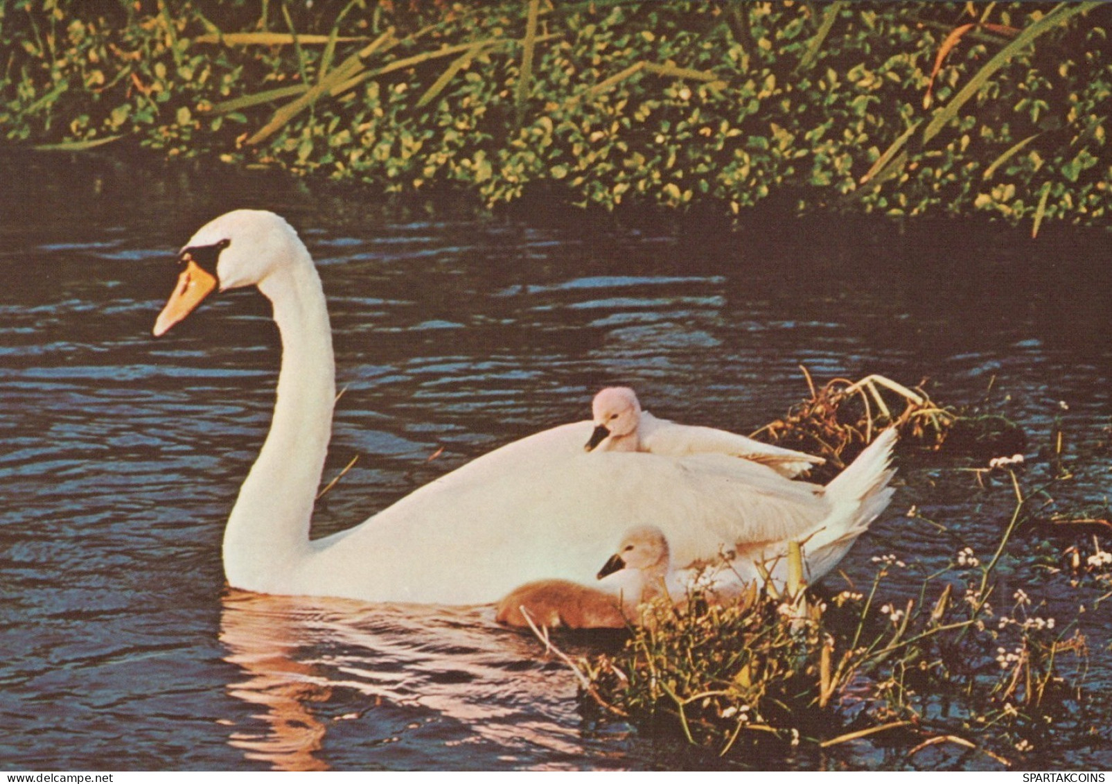 OISEAU Animaux Vintage Carte Postale CPSM #PAN281.FR - Oiseaux