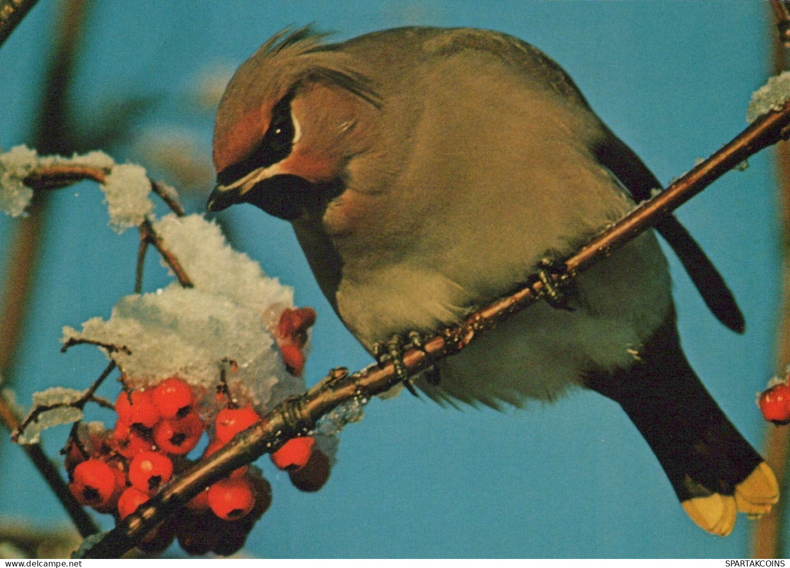 OISEAU Animaux Vintage Carte Postale CPSM #PAN158.FR - Birds