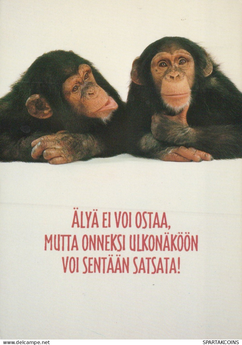 SINGE Animaux Vintage Carte Postale CPSM #PAN995.FR - Monkeys