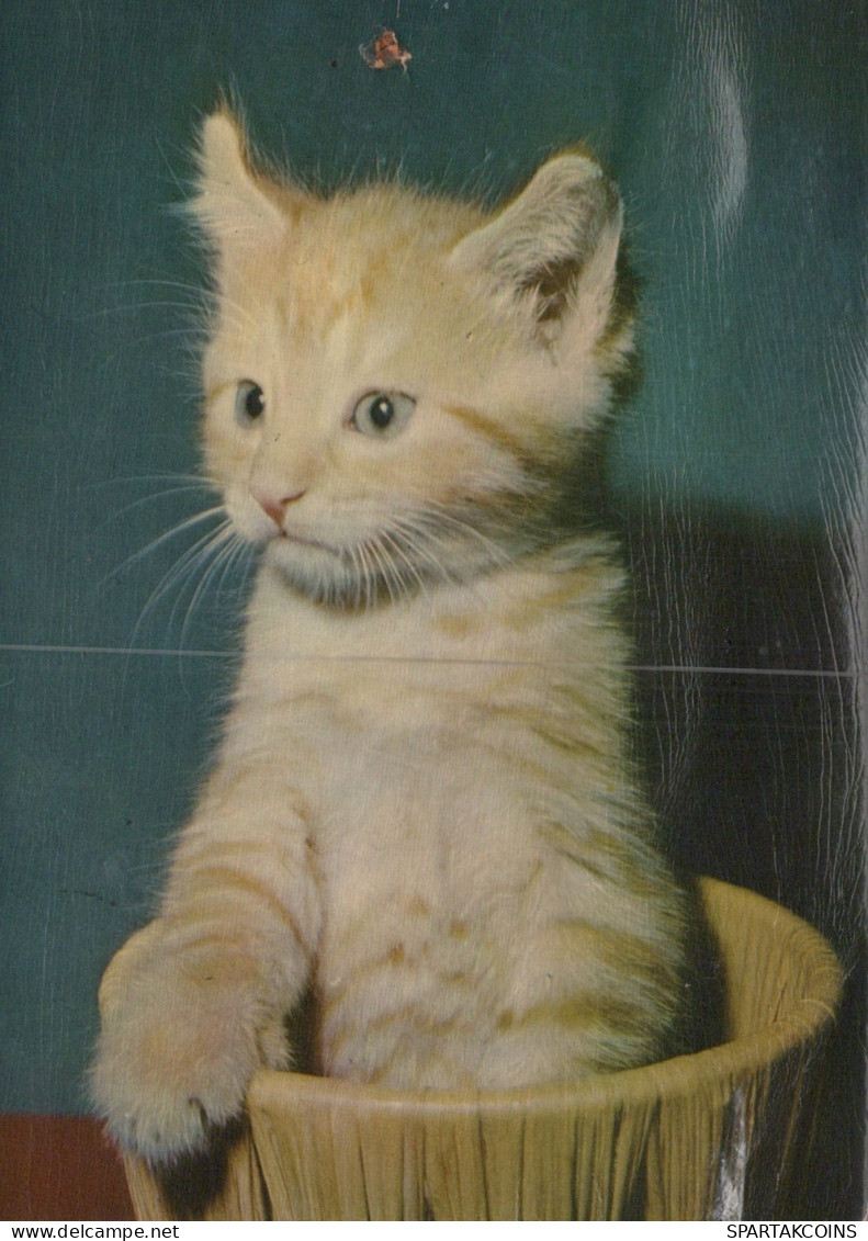 CHAT CHAT Animaux Vintage Carte Postale CPSM #PAM158.FR - Cats